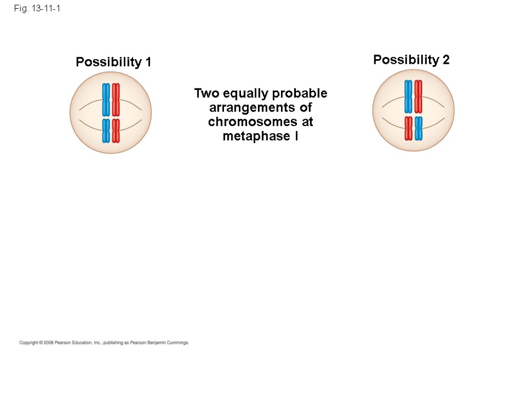 Fig. 13-11-1 Possibility 1 Possibility 2 Two equally probable arrangements of chromosomes at metaphase